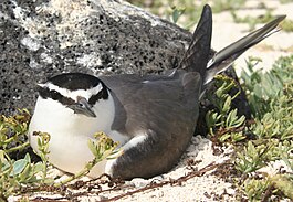 Fiji-stern (Onychoprion lunatus)