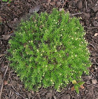 <i>Galium andrewsii</i> Species of plant