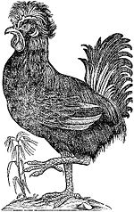 Antiguo grabado de un gallo con una cresta de plumas