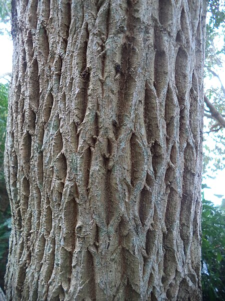 File:Galpinia transvaalica bark - Kirstenbosch Botanical garden - 4.jpg
