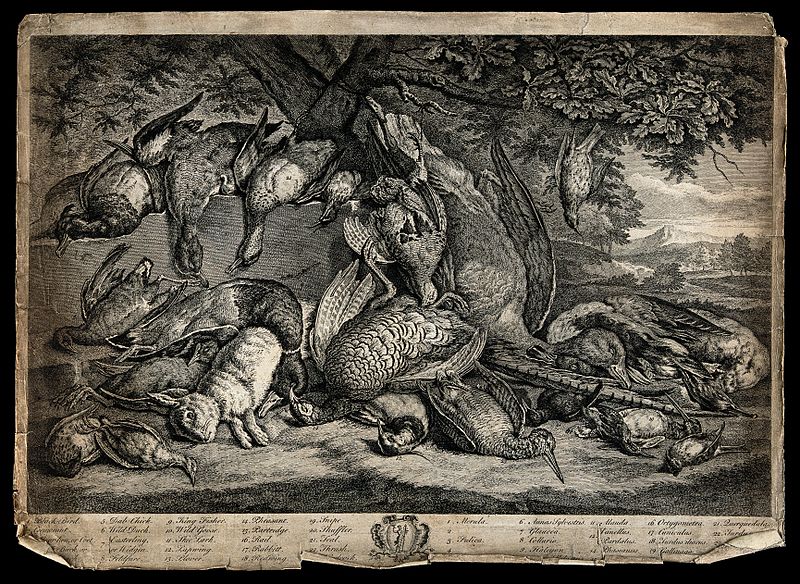 File:Game animals, birds and waterfowl (23 varieties) Wellcome V0021443.jpg