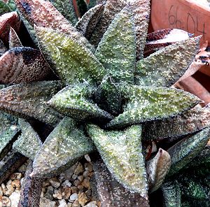 Gasteria batesiana 2.jpg