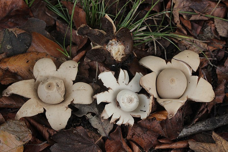 File:Geastrum triplex 98127208.jpg