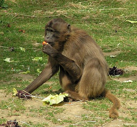 Tập_tin:Gelada_Baboon_female.jpg