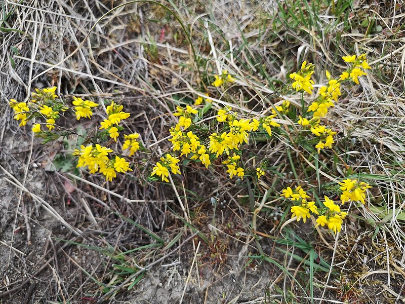 File:Genista anglica 68898381.jpg