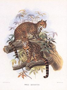 Geoffroy's Cat (1883) in Monograph of the Felidae by Daniel Giraud Elliot Geoffroy's Cat (1883i) by Daniel Giraud Elliot.JPG