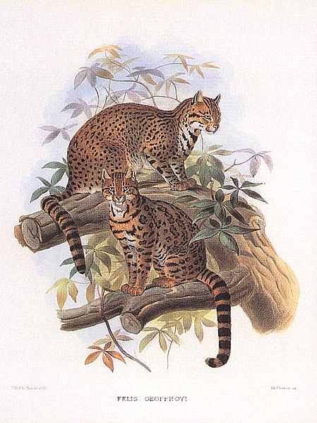 File:Geoffroy's Cat (1883i) by Daniel Giraud Elliot.JPG