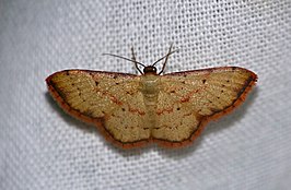 Idaea craspedota