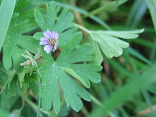 <i>Geranium pusillum</i> Species of flowering plant