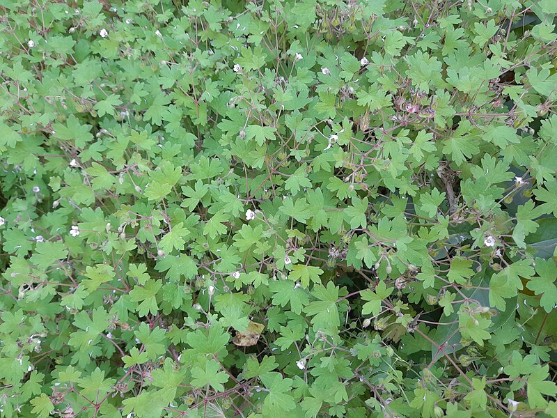 File:Geranium rotundifolium in Stari Grad, Hvar, Croatia 20230527 03.jpg