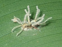 Gibellula pulchra parasitant une araignée indéterminée (Chocó, Colombie).
