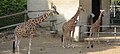 Giraffes