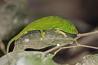 Frank Glaw German herpetologist