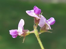 گل Glycine tomentella 3 (11139220643) .jpg