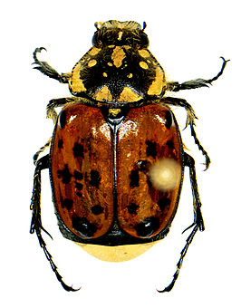 Gnorimella maculosa