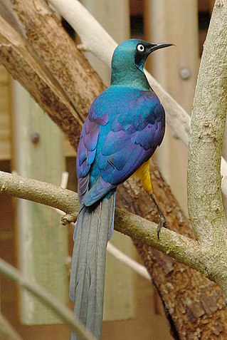 <span class="mw-page-title-main">Golden-breasted starling</span> Species of bird