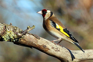 Carduelis Carduelis: Etimologia, Descrizione, Biologia