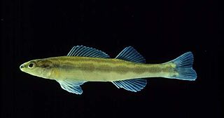 Goldline darter Species of fish