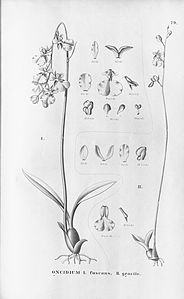 plate 79 Gomesa fuscans (as syn. Oncidium fuscans), Gomesa gracilis (as syn. Oncidium gracile)
