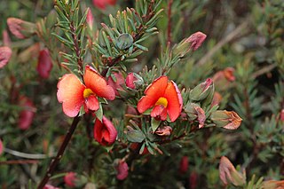 <i>Gompholobium uncinatum</i> Species of flowering plant