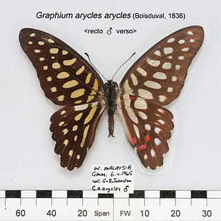 <i>Graphium arycles</i> Species of butterfly of the family Papilionidae from the Indomalayan realm