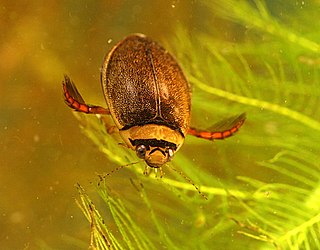 <i>Graphoderus bilineatus</i> Species of beetle