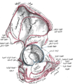 Right hip bone. External surface