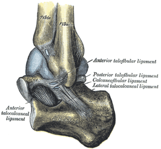 <span class="mw-page-title-main">Lateral talocalcaneal ligament</span>