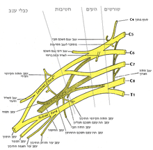 מקלעת הזרוע