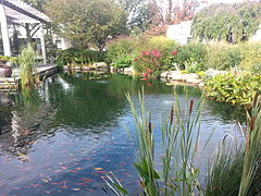 Koi pond in the Tranquility Garden section of the cemetery