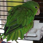 Green-rumped Parrotlet (Forpus passerinus).jpg