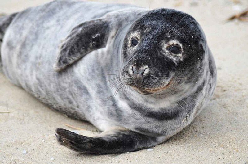 File:Grey seal animal halichoerus grypus.jpg