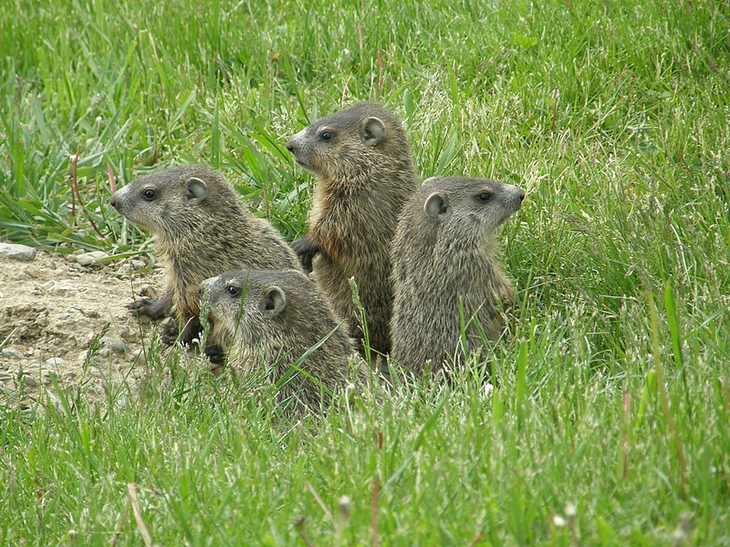 File:Groundhogs.JPG