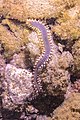 * Nomination Bearded fireworm (Hermodice carunculata), Teno-Rasca marine strip, Tenerife, Spain --Poco a poco 04:34, 4 June 2022 (UTC) * Promotion  Support Good quality -- Johann Jaritz 05:19, 4 June 2022 (UTC)