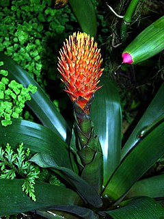 <i>Guzmania conifera</i> species of plant