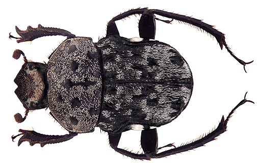 Gymnopleurus gemmatus Harold, 1871 male (4240759959)