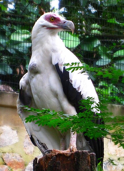 File:Gypohierax angolensis -Jurong Bird Park-8a.jpg