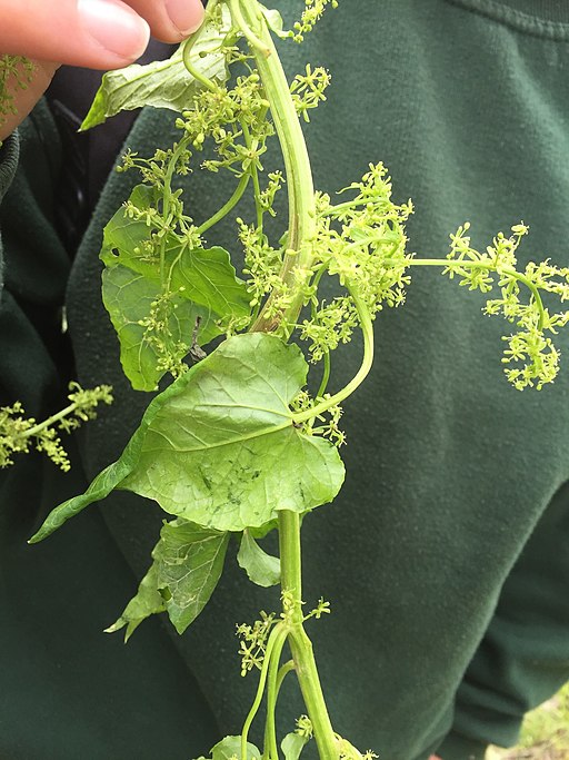 Hablitzia tamnoides, Syunik, Armenia 1