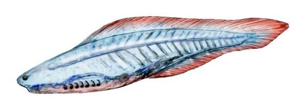 The early vertebrate Haikouichthys