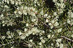 Миниатюра для Hakea rugosa