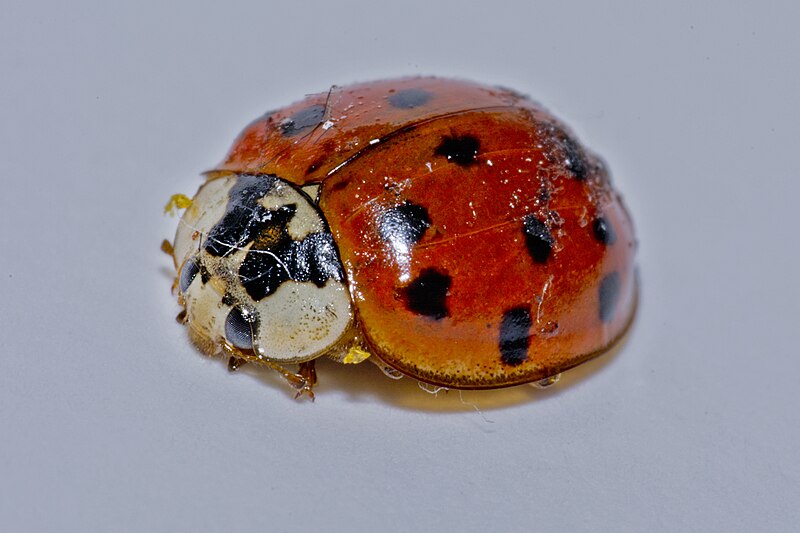 File:Harlequin Ladybird Harmonia axyridis succinea (17025513186).jpg