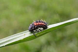 <span class="mw-page-title-main">Prepupa</span> Stage in insect life cycle between larva and pupa