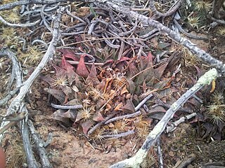 <i>Haworthia maraisii</i> Species of flowering plant