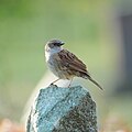 Dunnock