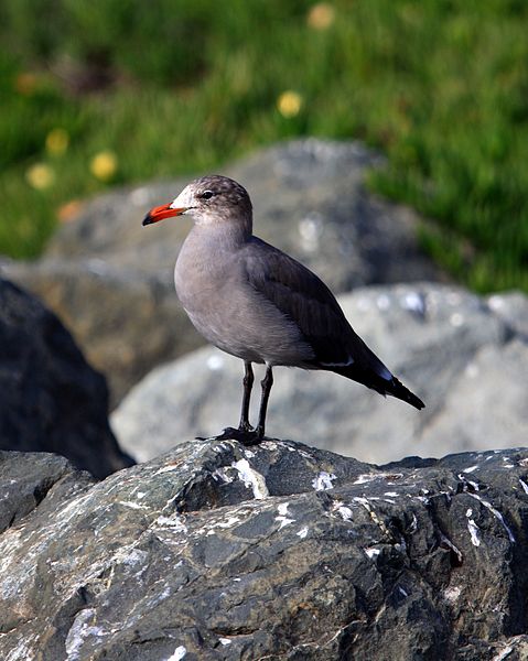 File:Heermann's Gull 57.jpg