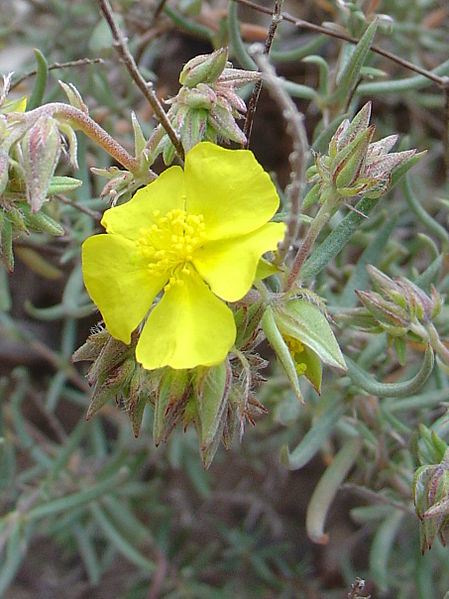 File:Helianthemum syriacum re.jpg