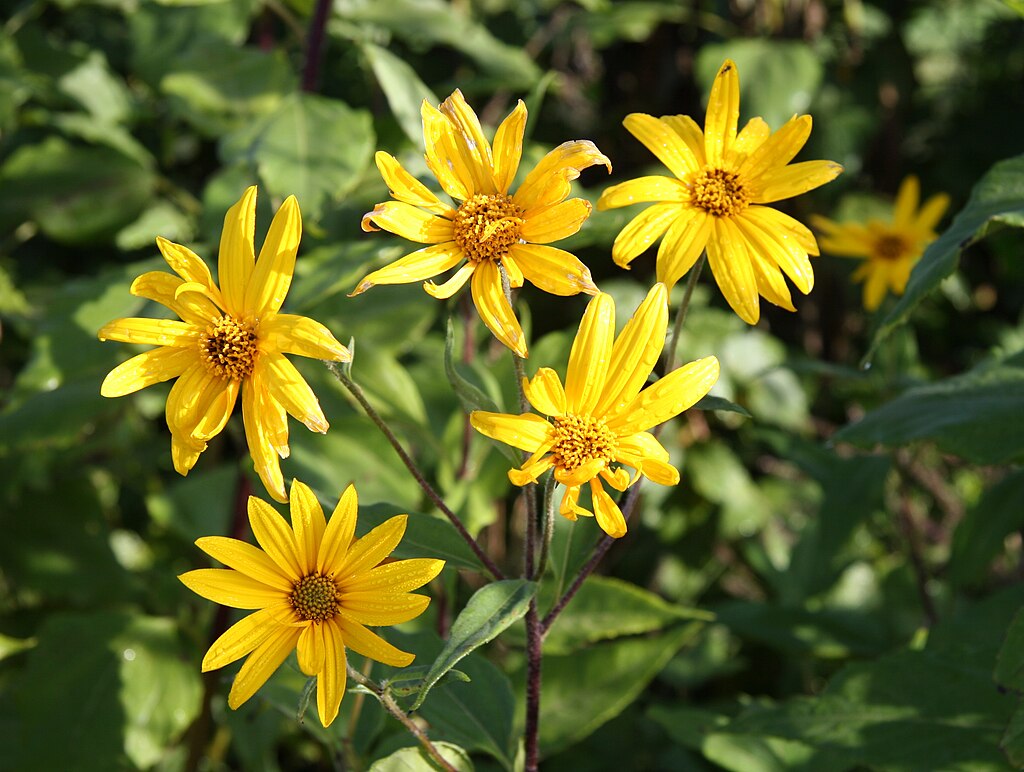 Helianthus tuberosus Maapirn estonia.JPG