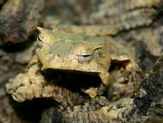 Hemiphractidae family of amphibians