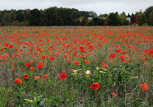 Autumn poppies field