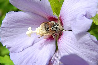 Bombus ruderatus on Hibiscus syriacus